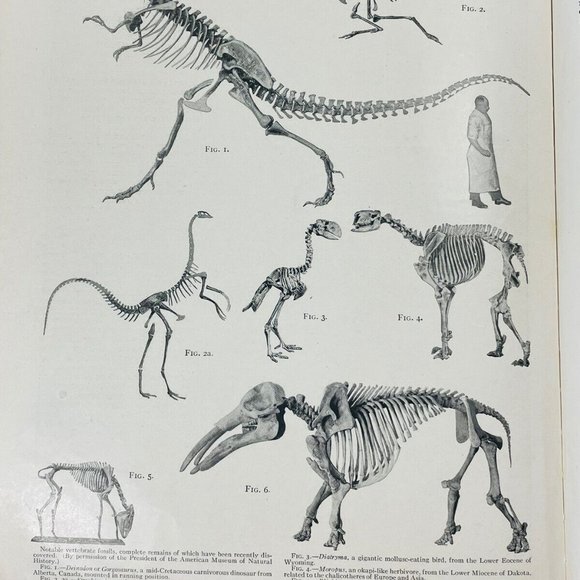 Encyclopedia Britannica 1926 Pacific - Zuyder Zee Leather Book 3 Only - Picture 10 of 12